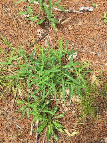 photo of Hairy Crabgrass (Digitaria sanguinalis)