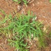 photo of Hairy Crabgrass (Digitaria sanguinalis)