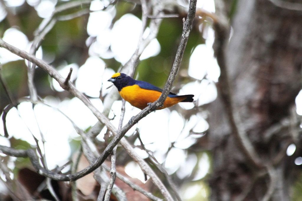 Finsch's Euphonia (Euphonia finschi) photo