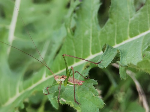 Striped Bush-cricket