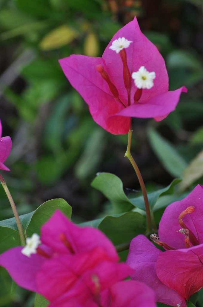 Buganvilia (Híbrido Bougainvillea × buttiana) · NaturaLista Colombia