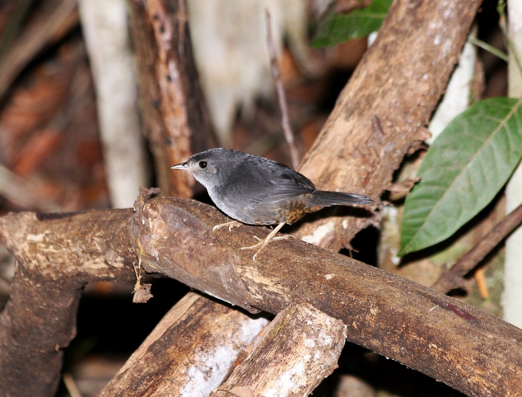 Brasilia Tapaculo photo