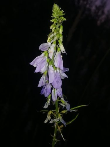 Galega cirujanoi