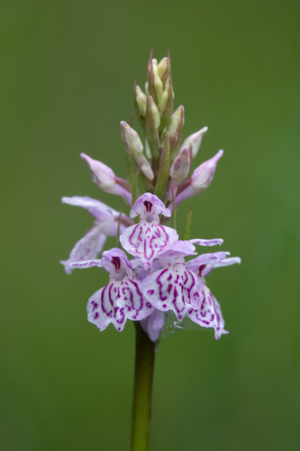 Dactylorhiza maculata ericetorum
