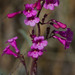Parry's Beardtongue - Photo (c) BJ Stacey, all rights reserved