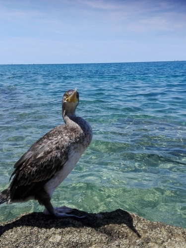 Sredozemni vranac (Gulosus aristotelis desmarestii)