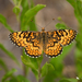 Arachne Checkerspot - Photo (c) Gregory Greene, all rights reserved, uploaded by Gregory Greene