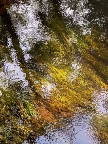 Potamogeton foliosus ssp. foliosus