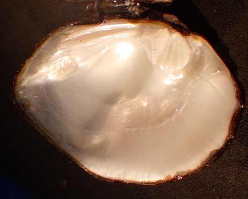 Three-horn Wartyback