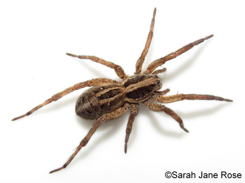 lance wolf spider