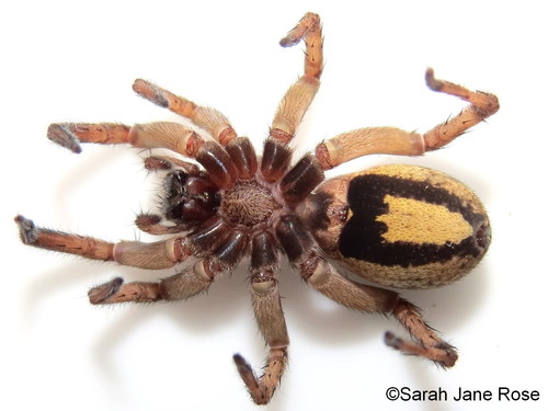 lance wolf spider