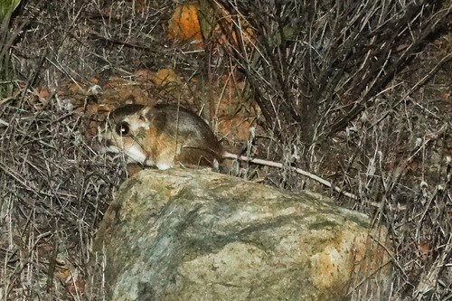 Dulzura Kangaroo Rat