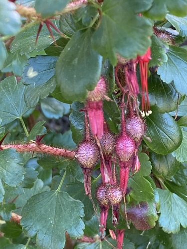 iNaturalist observation photo of Fuchsiaflower Gooseberry