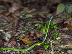 Dipsadoboa viridis image
