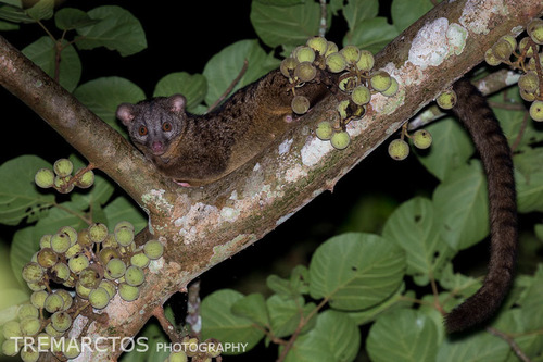 African Palm-civet