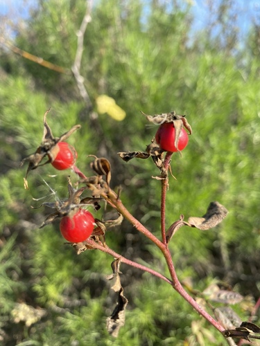 iNaturalist observation photo of California Wild Rose