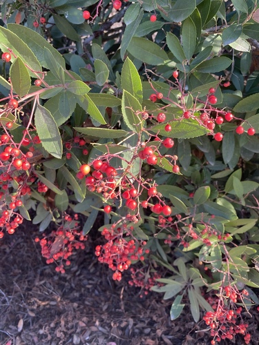 iNaturalist observation photo of Toyon