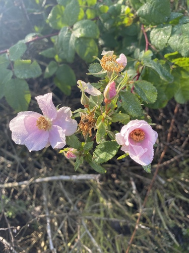 iNaturalist observation photo of California Wild Rose