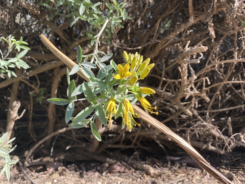 iNaturalist observation photo of Bladderpod