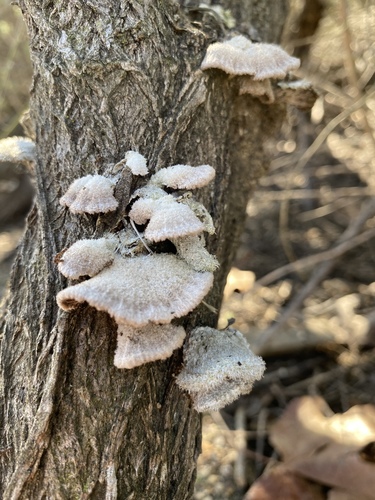iNaturalist observation photo of splitgill mushroom