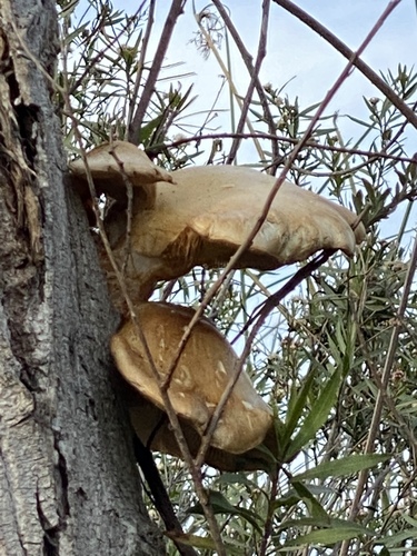 iNaturalist observation photo of Mushrooms, Bracket Fungi, Puffballs, and Allies