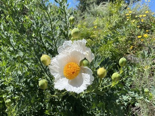 iNaturalist observation photo of Coulter's matilija poppy