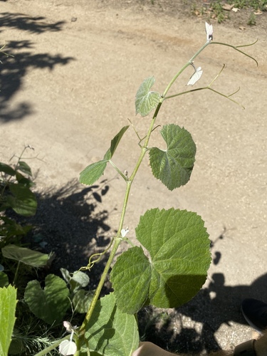 iNaturalist observation photo of desert wild grape