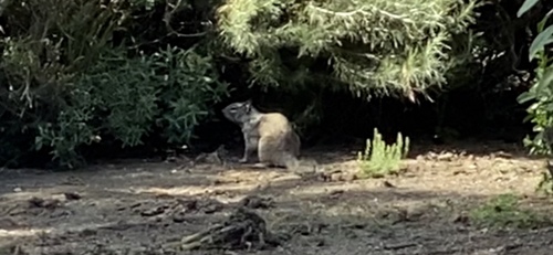 iNaturalist observation photo of California Ground Squirrel