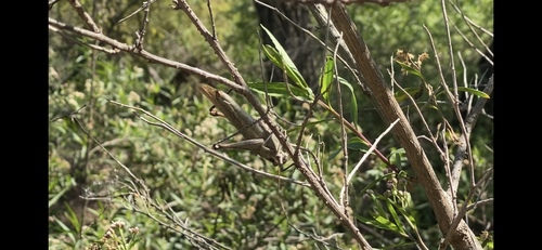 iNaturalist observation photo of Gray Bird Grasshopper