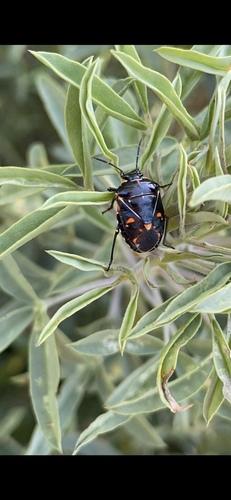 iNaturalist observation photo of Harlequin Bug