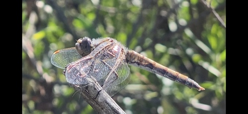 iNaturalist observation photo of Variegated Meadowhawk