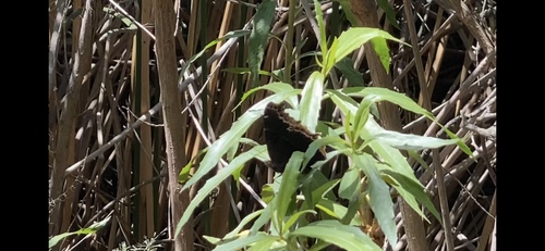 iNaturalist observation photo of Mourning Cloak