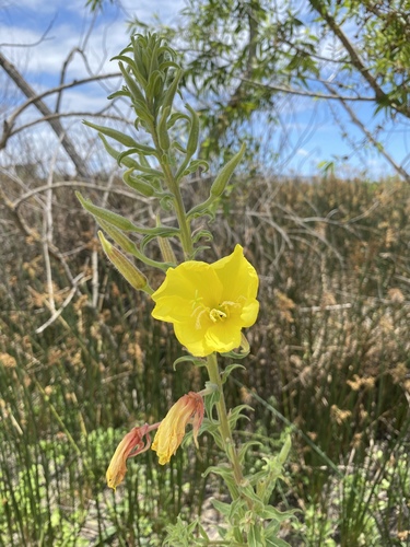 iNaturalist observation photo of tall evening primrose