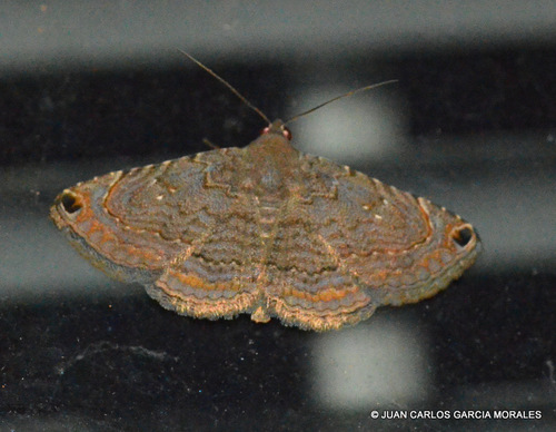 Toxonprucha pardalis Smith, 1908