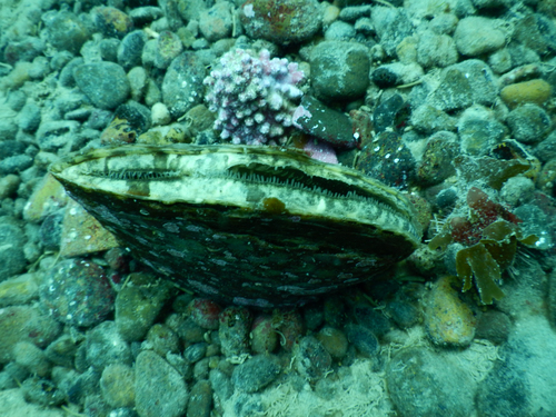 Half-naked Pen Shell