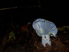 Lactarius indigo image