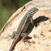 Plateau Fence Lizard - Photo (c) Jay Keller, all rights reserved, uploaded by Jay Keller