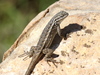Plateau Fence Lizard - Photo (c) Jay Keller, all rights reserved, uploaded by Jay Keller