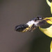 Megachile disjunctiformis - Photo (c) Agnes Trekker, all rights reserved, uploaded by Agnes Trekker