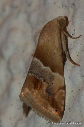 Small Marbled