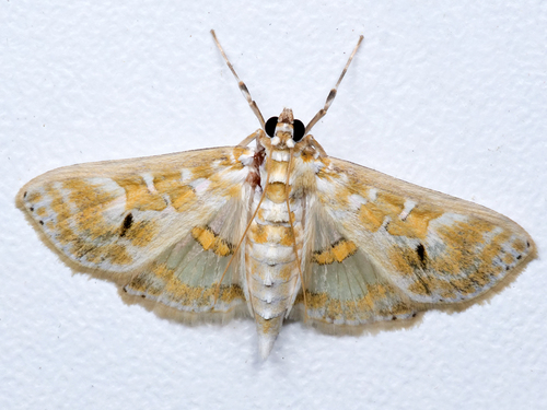 Leucochroma corope Cramer