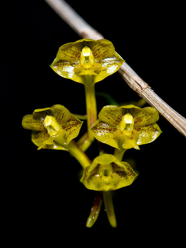 Dendrobium panduriferum