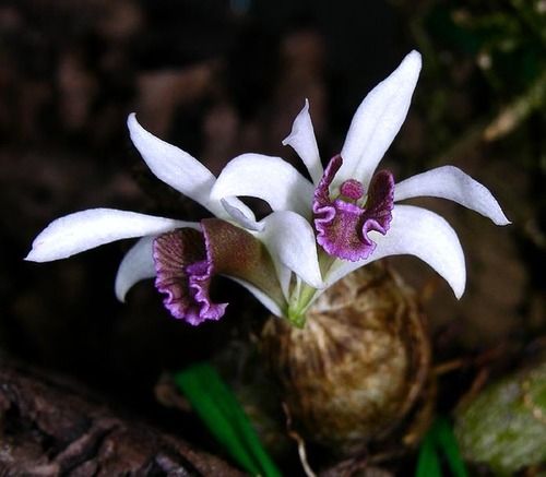 Dendrobium peguanum