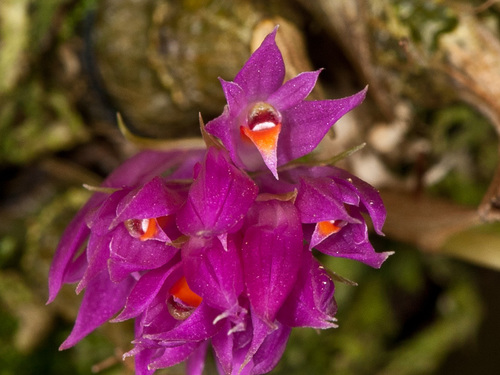 Dendrobium petiolatum