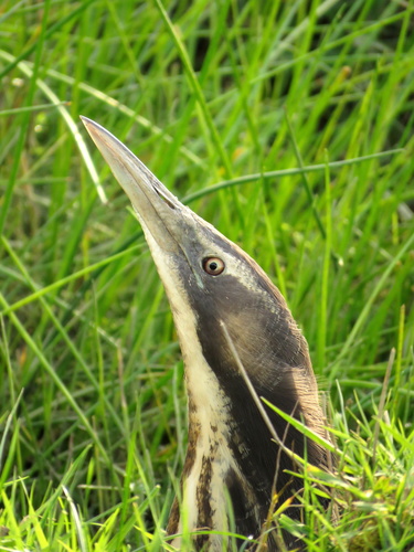 Avetoro Australiano Botaurus Poiciloptilus Natusfera