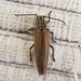 Cabbage Palm Longhorn Beetle - Photo (c) Amauri Toscano, all rights reserved, uploaded by Amauri Toscano