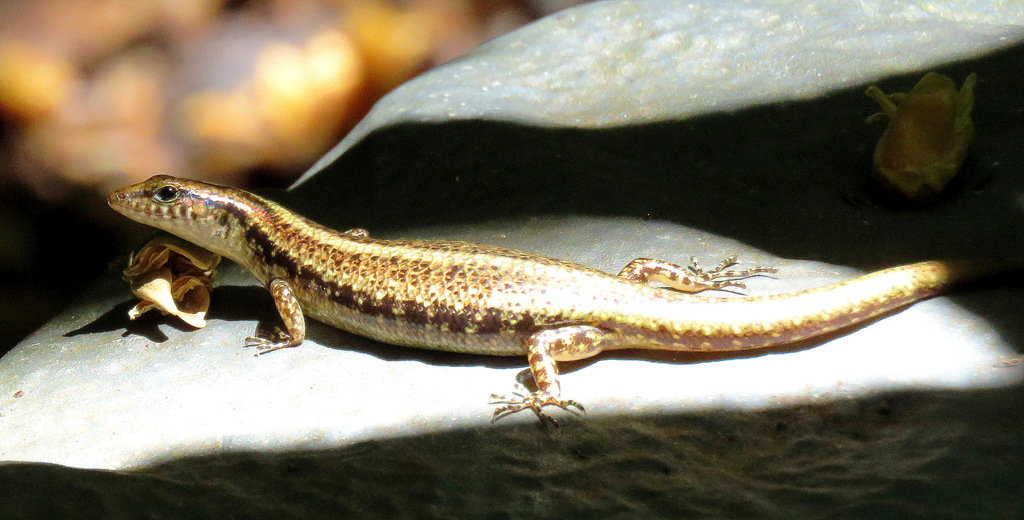 Moth Skink (Ornithuroscincus noctua)