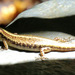 Moth Skink - Photo (c) Andrew Blayney, all rights reserved, uploaded by Andrew Blayney