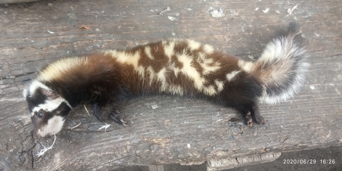 Marbled Polecat