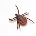 Hardbacked Ticks - Photo (c) Fero Bednar, all rights reserved, uploaded by Fero Bednar